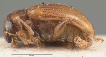 Media type: image; Entomology 9790   Aspect: habitus lateral view